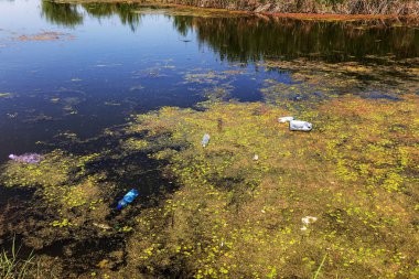 Küçük ölmekte olan nehir marsh bitkilerle büyümüş. Çevre kirliliği apışıp kalmak, alg hızlı büyüme. Ekolojik sorun. Suda berbatım. Plastik şişe doğa kirletmez. Şişe ve nehir çöpe