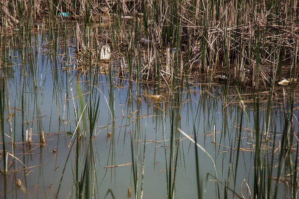 Doğal Gölet Kanalizasyon Çöp Ile Kirlenmiş Kirlenmiş Kanalizasyon Kanallardan Doğa — Stok fotoğraf