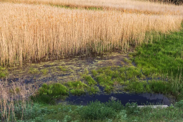 Přírodní Rybník Kde Znečištěné Odpadní Vody Odpady Domácnosti Kontaminované Vody — Stock fotografie