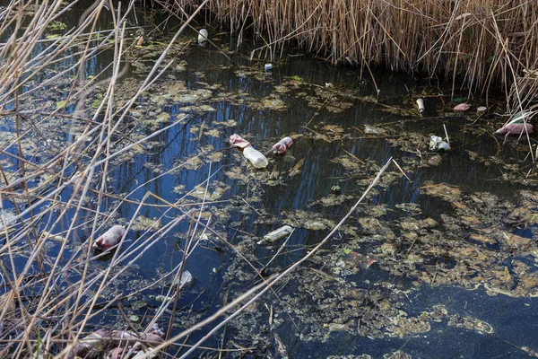 Vuile Afvalwater Huishoudelijk Afval Kleine Rivier Veroorzaakt Irrigatiekanaal Snelle Groei — Stockfoto