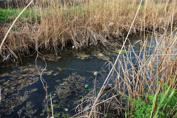 Smutsiga Avlopp Och Hushållssoporna Liten Flod Bevattning Kanal Orsakar Snabb — Stockfoto