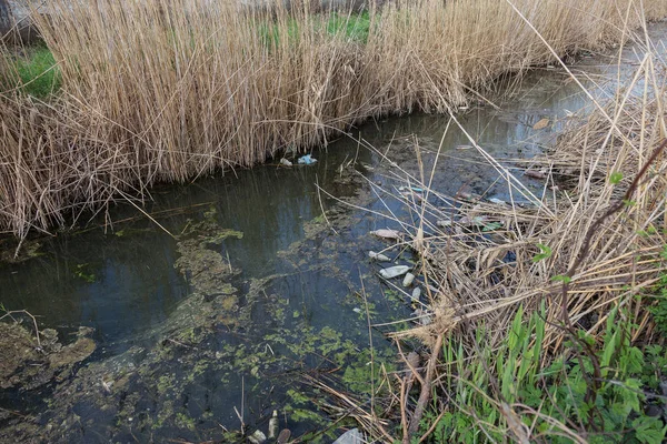 Dirty sewage and household rubbish in small river, irrigation channel causes rapid growth of algae. Water pollution. Ecological problem. Problem of plastic. Use of water is dangerous, it is forbidden