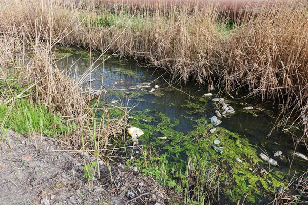 Smutsiga Avlopp Och Hushållssoporna Liten Flod Bevattning Kanal Orsakar Snabb — Stockfoto