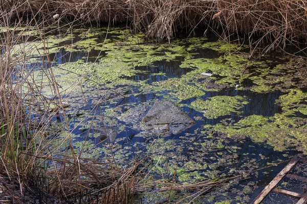 Schmutzwasser Und Hausmüll Kleinem Fluss Bewässerungskanal Verursacht Schnelles Algenwachstum Wasserverschmutzung — Stockfoto