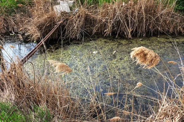 Špinavé Kanalizací Odpad Malé Řeky Zavlažovací Kanál Způsobuje Rychlý Růst — Stock fotografie