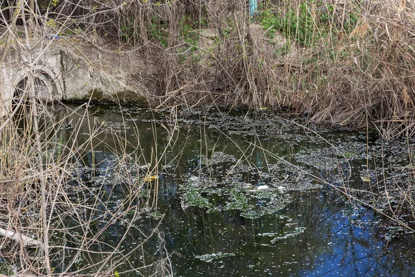 Vuile Afvalwater Huishoudelijk Afval Kleine Rivier Veroorzaakt Irrigatiekanaal Snelle Groei — Stockfoto