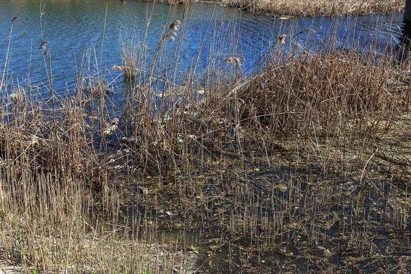 Smutsiga Avlopp Och Hushållssoporna Liten Flod Bevattning Kanal Orsakar Snabb — Stockfoto