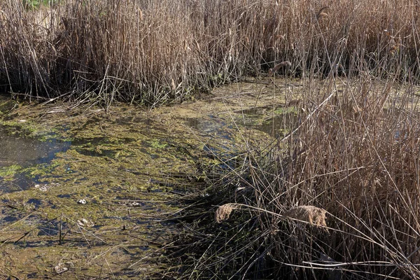 Špinavé Kanalizací Odpad Malé Řeky Zavlažovací Kanál Způsobuje Rychlý Růst — Stock fotografie