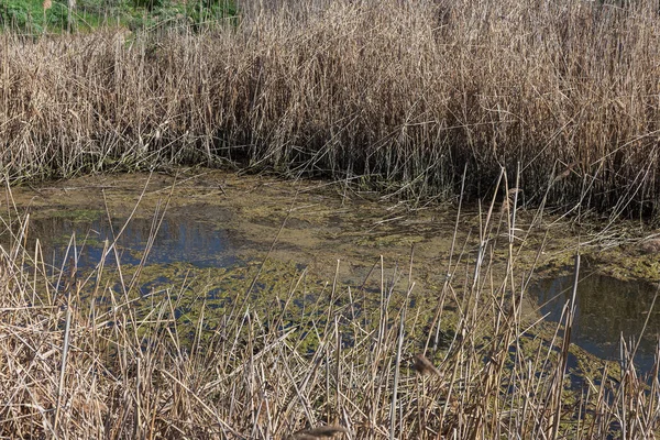 Kirli kanalizasyon ve küçük nehir ev çöpleri, sulama kanalı alg hızlı büyüme neden olur. Su kirliliği. Ekolojik sorun. Sorun plastik. Su kullanımı tehlikelidir, bu yasaktır