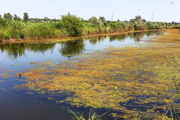 Małe Rzeki Umierającego Był Zarośnięty Roślinami Marsh Zanieczyszczenie Otaczającego Okrakiem — Zdjęcie stockowe