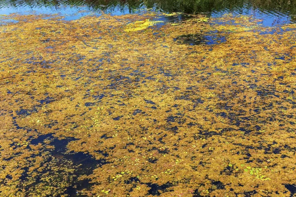 Špinavé Kanalizací Odpad Malé Řeky Zavlažovací Kanál Způsobuje Rychlý Růst — Stock fotografie