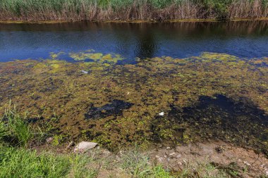Küçük ölmekte olan nehir marsh bitkilerle büyümüş. Çevre kirliliği apışıp kalmak, alg hızlı büyüme. Ekolojik sorun. Suda berbatım. Plastik şişe doğa kirletmez. Şişe ve nehir çöpe