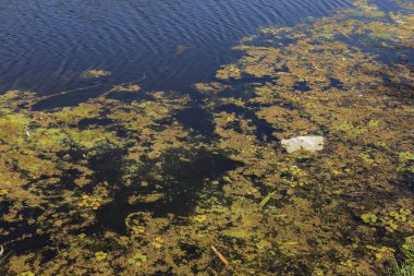 Küçük ölmekte olan nehir marsh bitkilerle büyümüş. Çevre kirliliği apışıp kalmak, alg hızlı büyüme. Ekolojik sorun. Suda berbatım. Plastik şişe doğa kirletmez. Şişe ve nehir çöpe