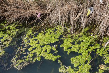Kirli kanalizasyon ve küçük nehir ev çöpleri, sulama kanalı alg hızlı büyüme neden olur. Su kirliliği. Ekolojik sorun. Sorun plastik. Su kullanımı tehlikelidir, bu yasaktır
