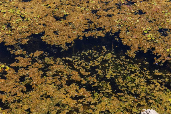 汚い下水 小さな川で家庭のゴミ 用水路は藻類の急速な成長を引き起こします 水汚染 生態学的な問題があります プラスチックの問題 水の使用は危険です 泳ぐ禁じられて — ストック写真