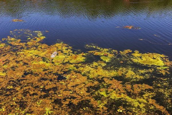 瀕死の小さな川は 湿地の植物と草に覆われました 周囲の汚染を跨ぐ 藻類の急速な成長 生態学的な問題があります 水中をゴミします プラスチック製のボトルは 自然を汚染します 川のゴミ — ストック写真