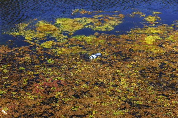 瀕死の小さな川は 湿地の植物と草に覆われました 周囲の汚染を跨ぐ 藻類の急速な成長 生態学的な問題があります 水中をゴミします プラスチック製のボトルは 自然を汚染します 川のゴミ — ストック写真