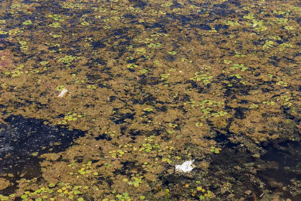 瀕死の小さな川は 湿地の植物と草に覆われました 周囲の汚染を跨ぐ 藻類の急速な成長 生態学的な問題があります 水中をゴミします プラスチック製のボトルは 自然を汚染します 川のゴミ — ストック写真