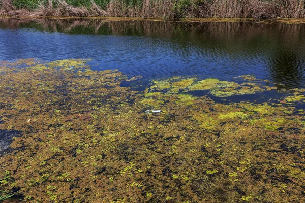 瀕死の小さな川は 湿地の植物と草に覆われました 周囲の汚染を跨ぐ 藻類の急速な成長 生態学的な問題があります 水中をゴミします プラスチック製のボトルは 自然を汚染します 川のゴミ — ストック写真