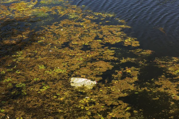 瀕死の小さな川は 湿地の植物と草に覆われました 周囲の汚染を跨ぐ 藻類の急速な成長 生態学的な問題があります 水中をゴミします プラスチック製のボトルは 自然を汚染します 川のゴミ — ストック写真