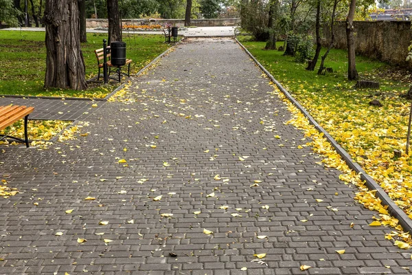 Curvas Pista Pintoresco Parque Botánico Abandonado Día Nublado Enfoque Selectivo —  Fotos de Stock