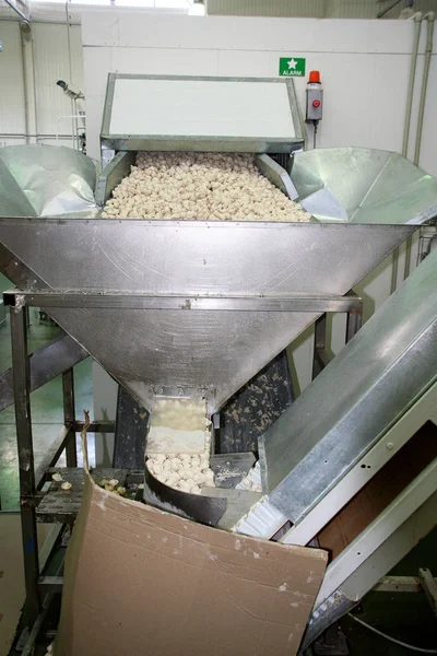 オデッサ ウクライナ 2007 天然成分で食品の生産のための工場 食品の利便性 餃子の生産をパンケーキします 出荷ライン — ストック写真