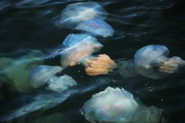 Congestion Millions Jellyfish Floating Sea Lagoon Result Penetration Cold Flow — Stock Photo, Image