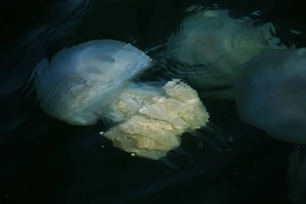 由于冷流的渗透 数百万水母漂浮在海洋泻湖中 游泳的危险 作为装饰和创意设计的一个不寻常的背景 — 图库照片