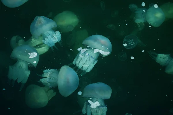 Congestion Millions Jellyfish Floating Sea Lagoon Result Penetration Cold Flow — Stock Photo, Image