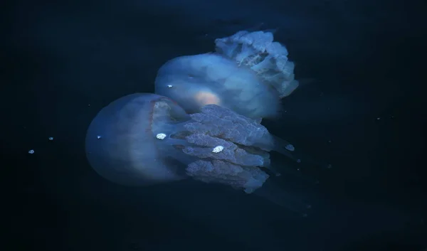 Congestione Milioni Meduse Galleggianti Nella Laguna Mare Causa Della Penetrazione — Foto Stock