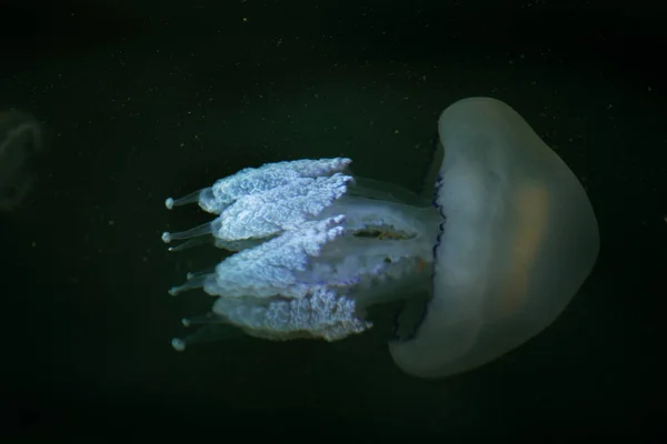 由于冷流的渗透 数百万水母漂浮在海洋泻湖中 游泳的危险 作为装饰和创意设计的一个不寻常的背景 — 图库照片