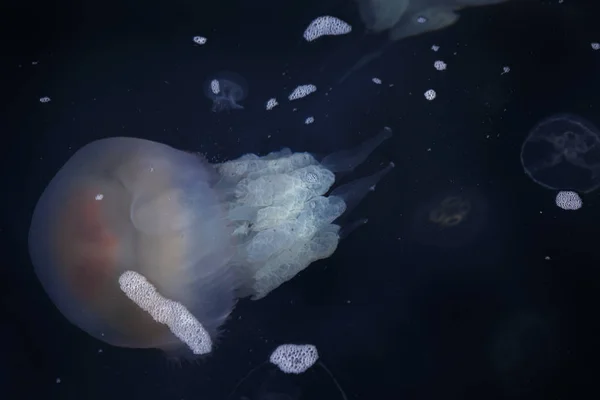 由于冷流的渗透 数百万水母漂浮在海洋泻湖中 游泳的危险 作为装饰和创意设计的一个不寻常的背景 — 图库照片
