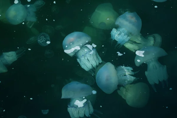 Congestionamento Milhões Medusas Flutuando Lagoa Mar Como Resultado Penetração Fluxo — Fotografia de Stock