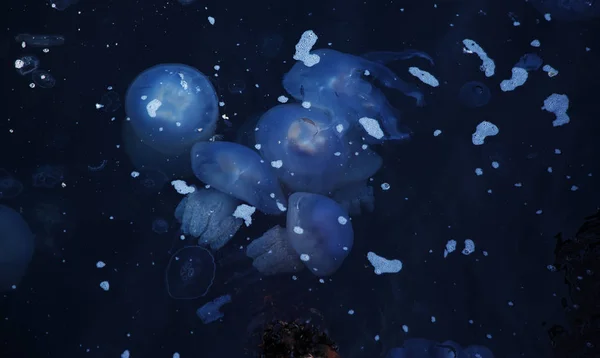 흐름의 결과로 석호에 해파리의 수백만 사람들에 위험이 있습니다 창조적인 디자인에 — 스톡 사진