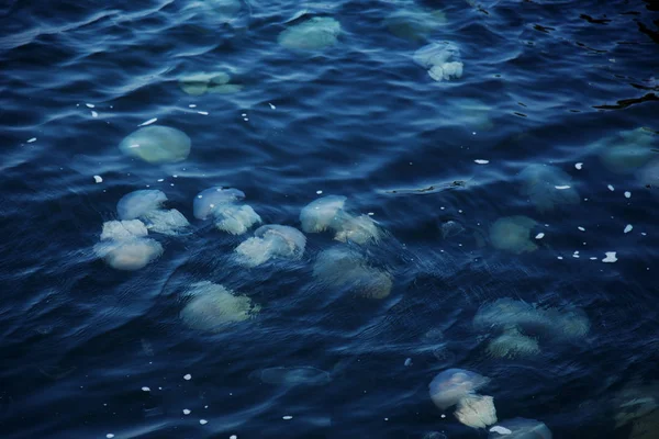 Congestion Millions Jellyfish Floating Sea Lagoon Result Penetration Cold Flow — Stock Photo, Image