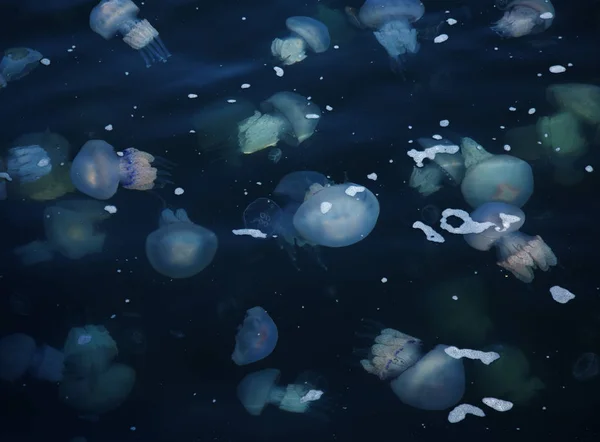 Congestion Millions Jellyfish Floating Sea Lagoon Result Penetration Cold Flow — Stock Photo, Image