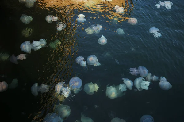 Staus Millionen Von Quallen Die Der Lagune Des Meeres Als — Stockfoto