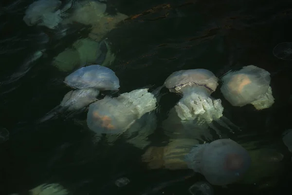 Congestion Millions Jellyfish Floating Sea Lagoon Result Penetration Cold Flow — Stock Photo, Image