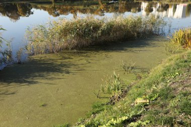 Marsh yosun. Su yosun yeşil modelleri. Organik kirlilik nedeniyle kanalizasyon ile çıkmaza sokmak. Göl kenarında kirli su yosun ile kaplıydı. Yeşil pis bataklık. yeşil algler göl yüzeyine. Deniz yosunu
