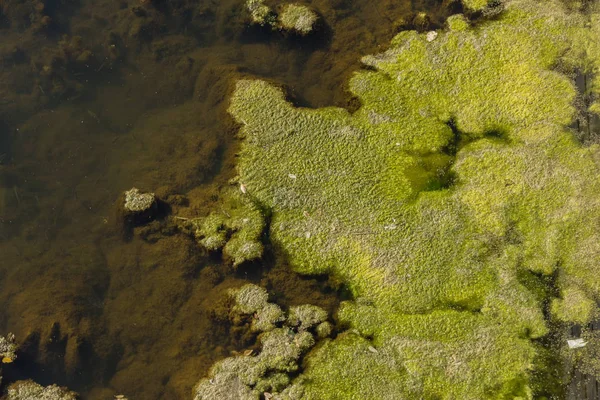 Marsh Algae Green Models Algae Water Bog Organic Pollution Due — Stock Photo, Image