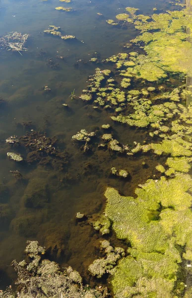 マーシュ藻類 水の藻類のグリーン モデル 下水による有機汚染と湿原します 湖によって汚染された水は 藻で覆われていた 緑の厄介な沼 緑の藻が付いている湖の表面 — ストック写真