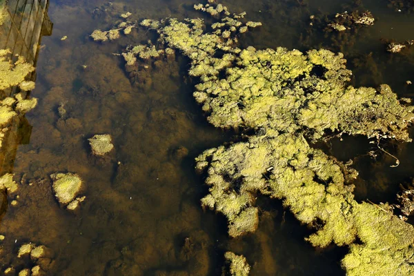 Des Algues Des Marais Modèles Verts Algues Sur Eau Tourbière — Photo