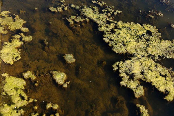 マーシュ藻類 水の藻類のグリーン モデル 下水による有機汚染と湿原します 湖によって汚染された水は 藻で覆われていた 緑の厄介な沼 緑の藻が付いている湖の表面 — ストック写真