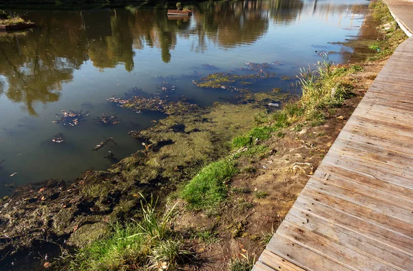 Болотные Водоросли Зеленые Модели Водорослей Воде Болото Органическим Загрязнением Сточных — стоковое фото