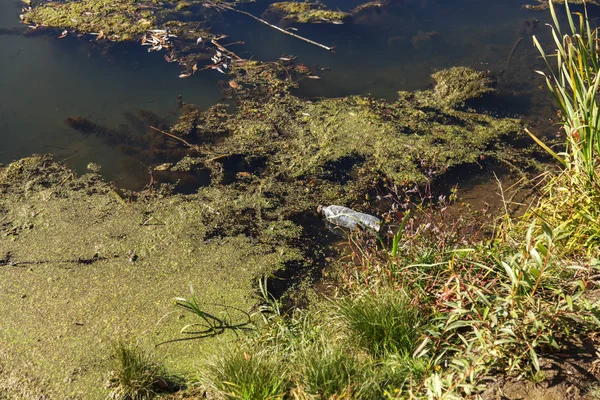 Des Algues Des Marais Modèles Verts Algues Sur Eau Tourbière — Photo