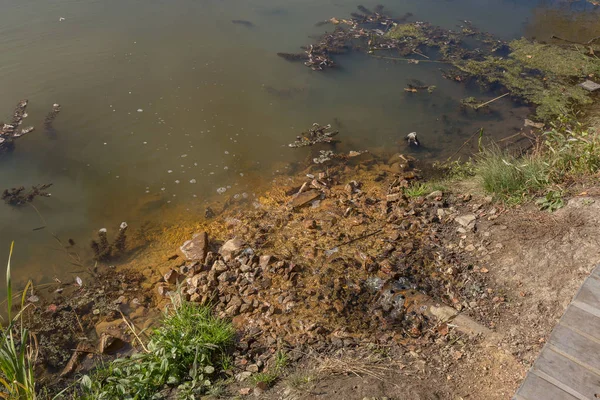 Болотные Водоросли Зеленые Модели Водорослей Воде Болото Органическим Загрязнением Сточных — стоковое фото