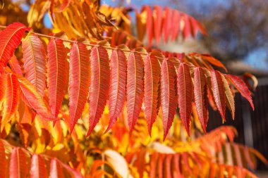 Sonbahar bir renkli arka plan görüntüsü, bir takvim için arka plan olarak mevsimlik kullanım için ideal düşen sonbahar yaprakları kartpostal. Güneşli bir günde sonbahar görünümü parlak sarı ve kırmızı yaprakları