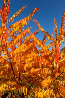 Sonbahar bir renkli arka plan görüntüsü, bir takvim için arka plan olarak mevsimlik kullanım için ideal düşen sonbahar yaprakları kartpostal. Güneşli bir günde sonbahar görünümü parlak sarı ve kırmızı yaprakları