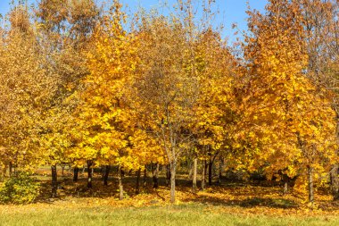 Sonbahar bir renkli arka plan görüntüsü, bir takvim için arka plan olarak mevsimlik kullanım için ideal düşen sonbahar yaprakları kartpostal. Güneşli bir günde sonbahar görünümü parlak sarı ve kırmızı yaprakları
