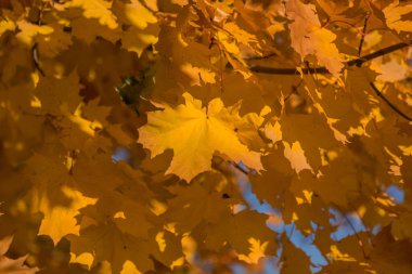 Sonbahar bir renkli arka plan görüntüsü, bir takvim için arka plan olarak mevsimlik kullanım için ideal düşen sonbahar yaprakları kartpostal. Güneşli bir günde sonbahar görünümü parlak sarı ve kırmızı yaprakları